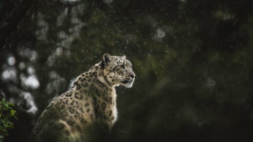 A snow leopard, the namesake of Apple's Mac OS X 10.6 release