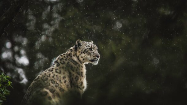 A snow leopard, the namesake of Apple's Mac OS X 10.6 release