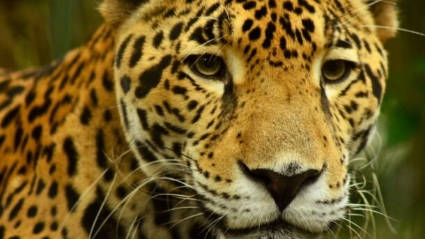 Close-up of a jaguar's distinctive spotted fur, evoking Apple's Mac OS X 10.2 "Jaguar" release