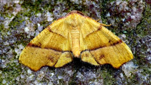 A moth resting on a rock, evoking the moth found in the Harvard Mark II computer's relay in 1947