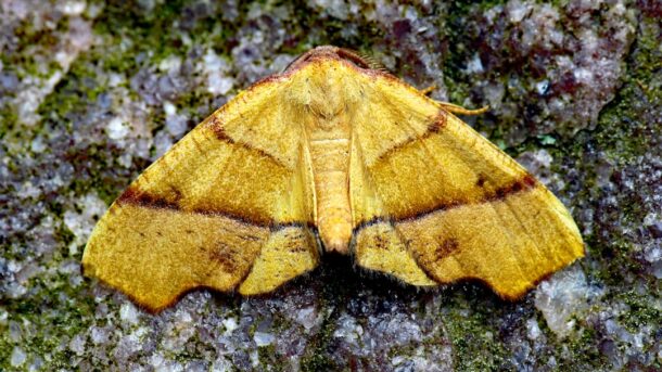 A moth resting on a rock, evoking the moth found in the Harvard Mark II computer's relay in 1947